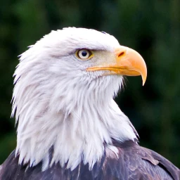 Eagle Wallpapers 아이콘